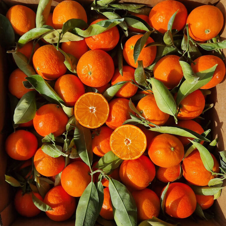 Primofiore - clementine