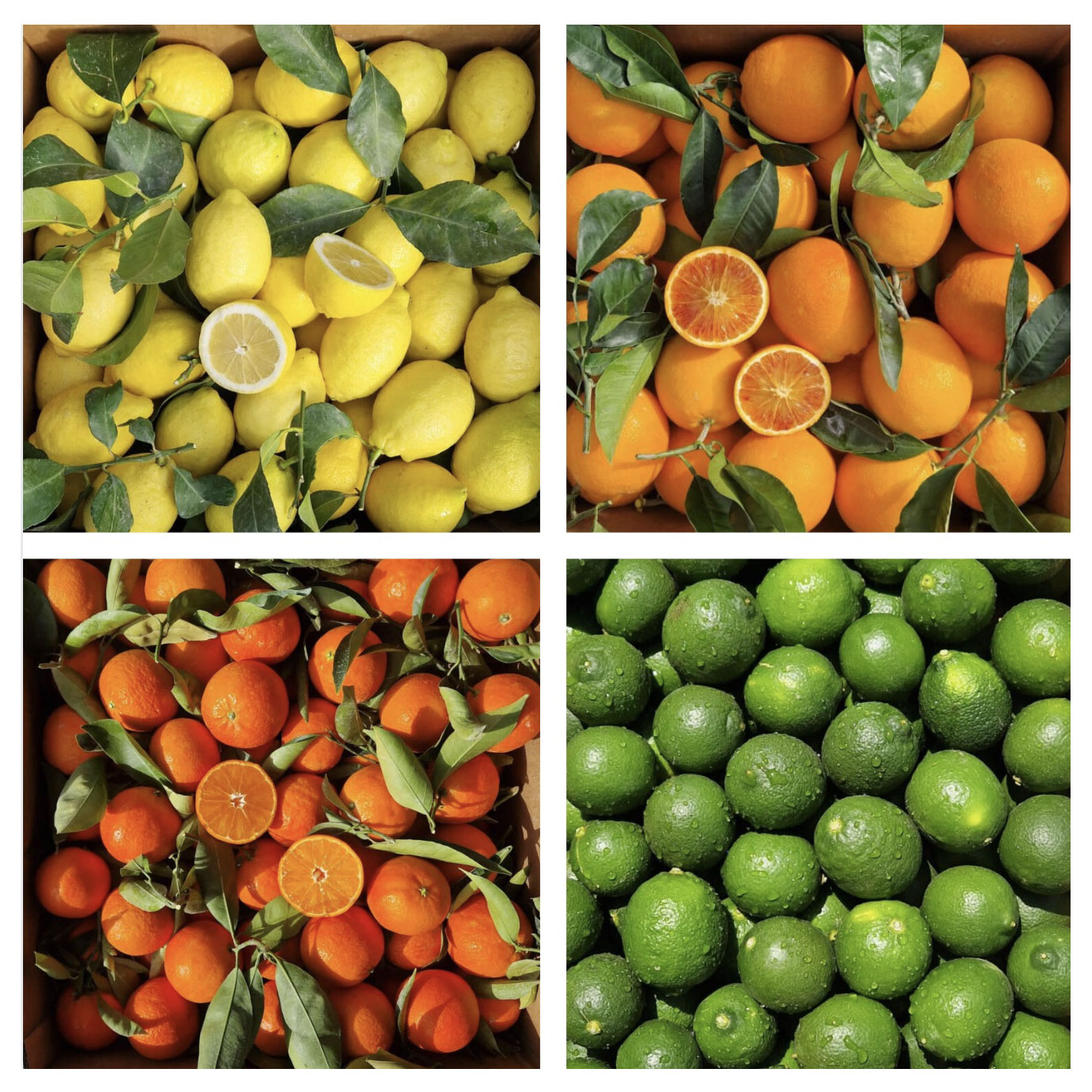 AGRUMI Componi il tuo cesto Misto Agrumi = 8 Kg - immagine 1