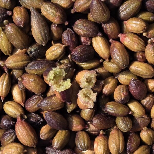 Finger Lime/ Caviale Limone - Kg. 0,100